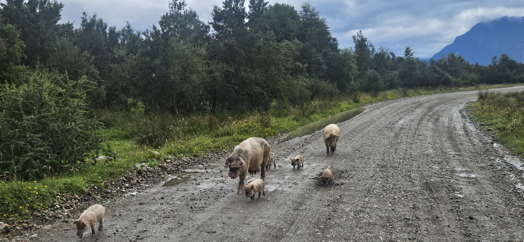 Pigs on Carretera Austral