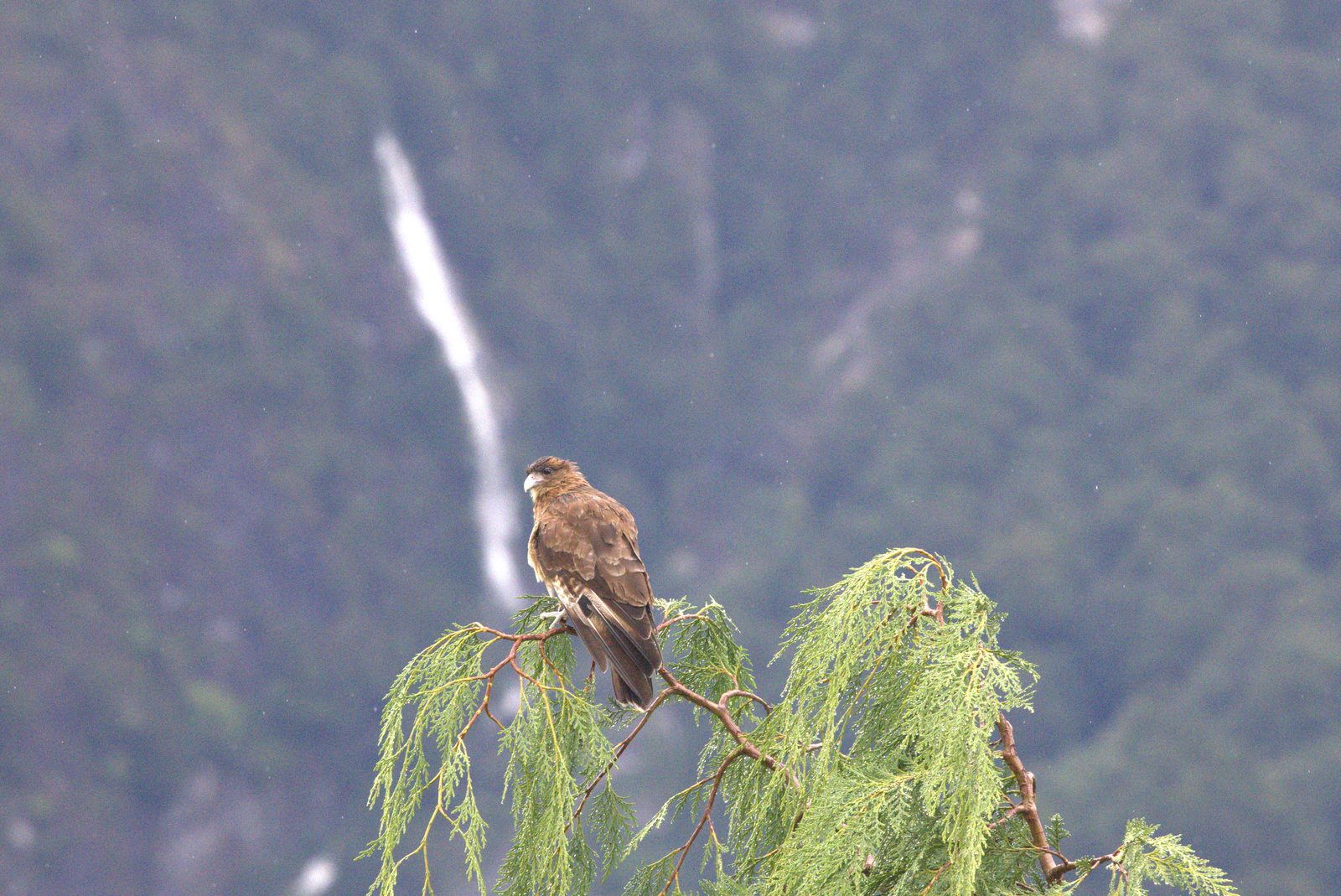 Raptor in the rainforest